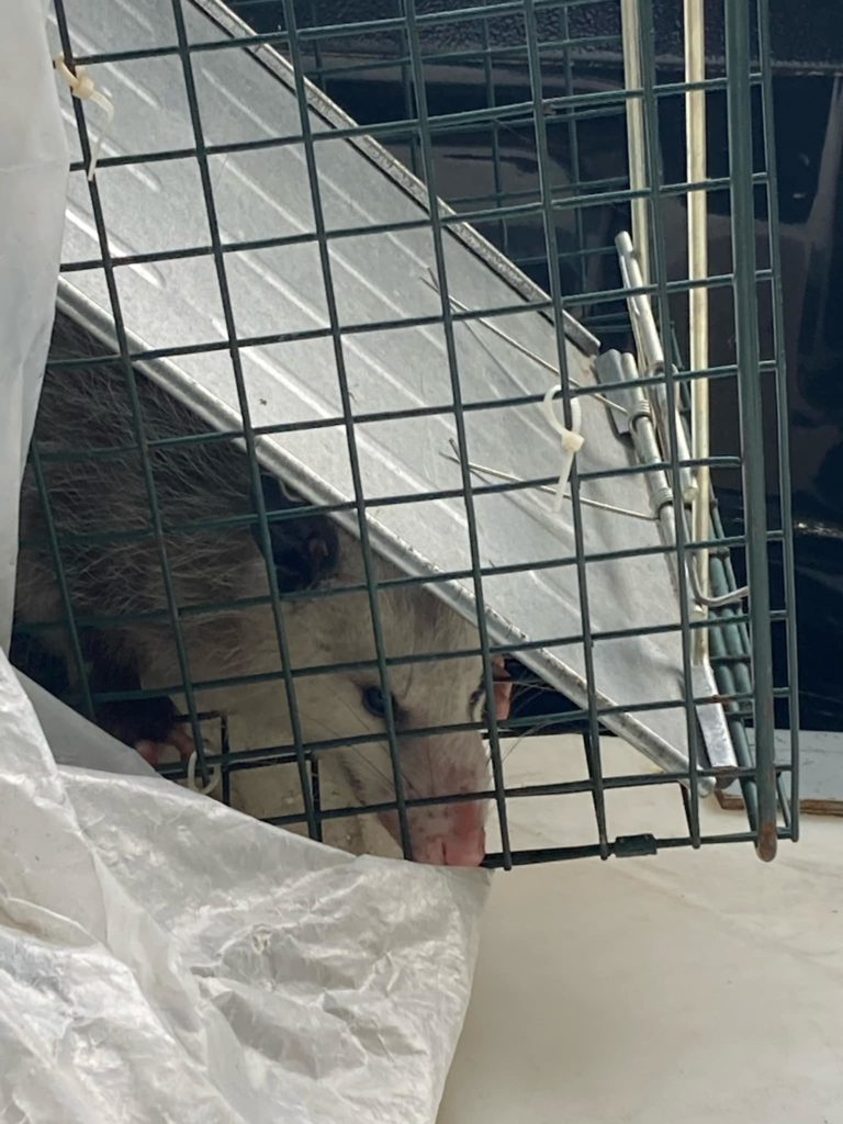 InterTec Pest Control